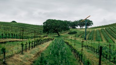 RƯỢU VANG JOSEPH PHELPS ESTATE CABERNET SAUVIGNON - VANG MỸ